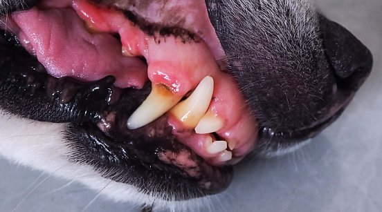 02_Verletzung_im_Maul_Hund_Erste_Hilfe_und_was_du_jetzt_tun_solltest.jpg