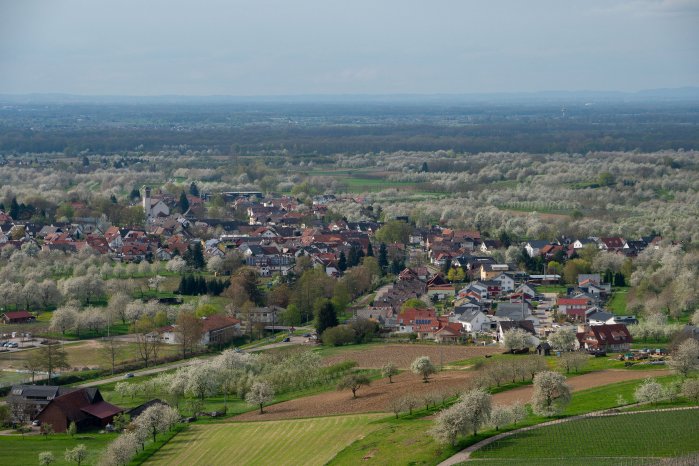 Durbach_Ebersweier von oben_Kirschblüte © Tourist-Info Durbach.jpg
