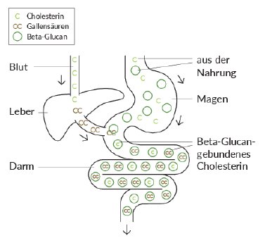 2026_07_Gerstoni_Grafik_Cholesterin_senken_final.pdf
