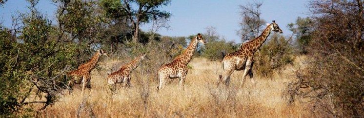 south-africa_kruger-np_generation-of-giraffe.jpg