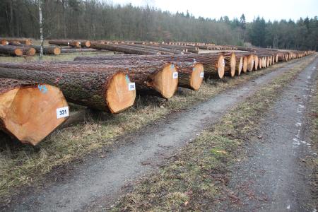 Hochwertiges Nadelholz sehr gefragt