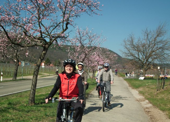 Mandelblüten Gimmeldingen E-Bike genussradeln-pfalz 001 (72).JPG