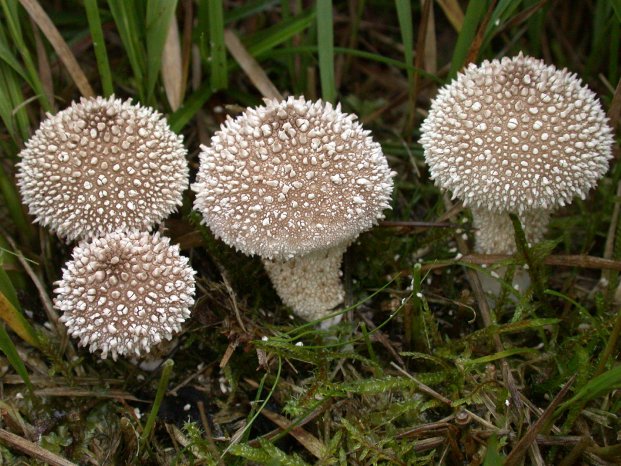 Große PilzAusstellung, Botanischer Garten MünchenNymphenburg, Story