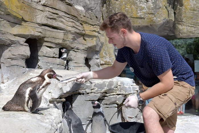 Sen_Lohse-ZOO_AM_MEER_Bremerhaven_Pinguinfütterung_01-08-18_02_(c)Pressestelle Umweltsenator_M..JPG