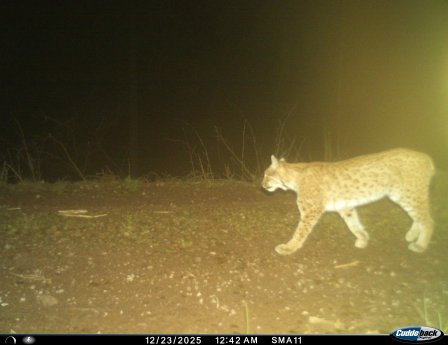 Frieda_Schmalkalden-Meiningen_(c) Luchs Thüringen.JPG