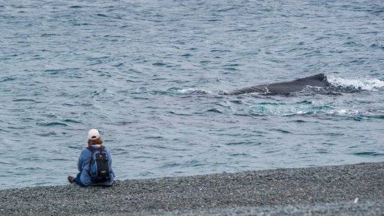 Land-based Watching_HD.jpg