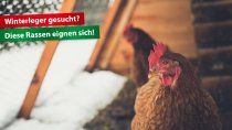 Winterleger gesucht? Diese Rassen eignen sich!