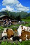 Radfahrer und Kühe im Salzburger Land