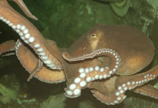 Common Octopus 4.jpg