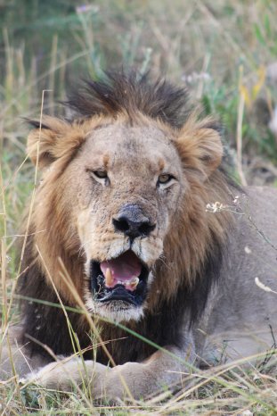 IMG_7400 (c) Juliane Link, Karawane (1).JPG