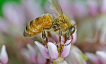 honeybee_page.jpg