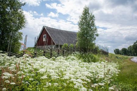 Sommeridylle in Småland / © Mike Bohle