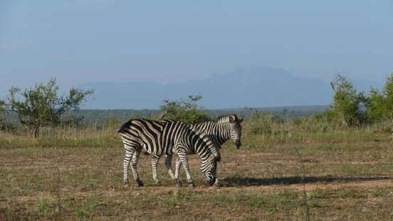 Zebras im Balule Game Reserve.webp