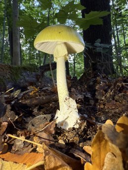 2 Grüner Knollenblätterpilz_Amanita phalloides_01_Magdalena Ordosch.jpeg