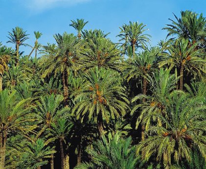 Palmengarten klein.jpg