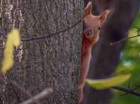 Eichhörnchen-1_edited.jpg