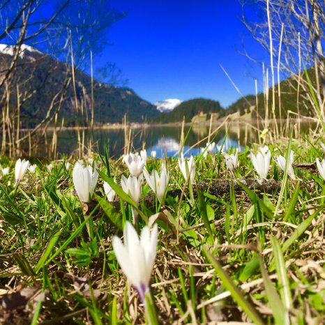 Krokuswiese kündigt den Frühing an (c) Romantik Resort & Spa Der Laterndl Hof.jpg