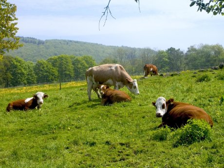 Rinder auf der Weide.jpg