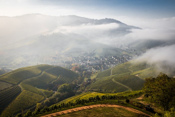 Durbach_Reben © Chris Keller_Schwarzwald Tourismus(1).jpg