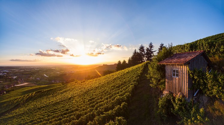 Rebhäusle Weinwanderung Oberkirch © Renchtal Tourismus GmbH Hubert Grimmig.jpg