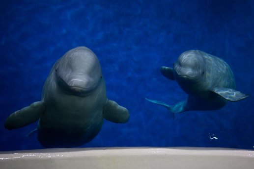 Beluga Whales.jpg