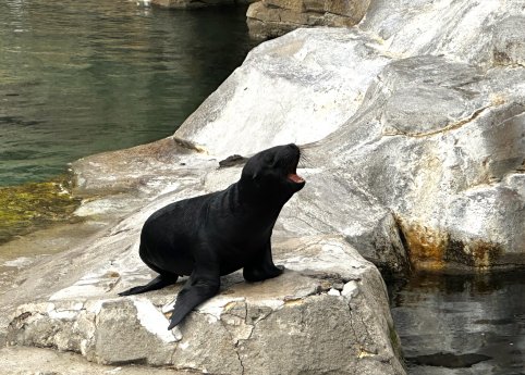 Seelöwen Nachwuchs Lio©Zoo am Meer Bremerhaven.JPG