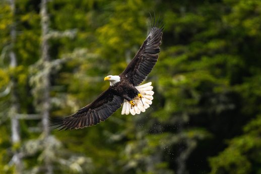 BaldEagle-PorcherIsland-Ca-DennisSchmelz.JPG
