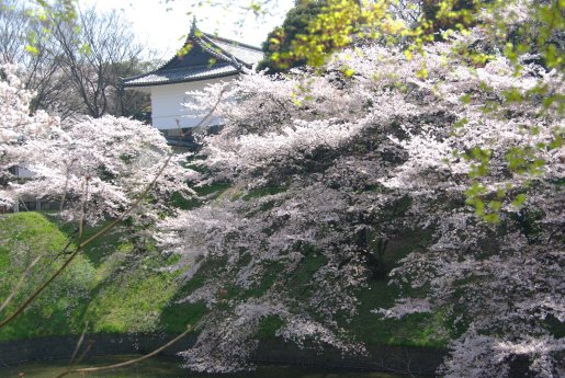 Cherry Blossom in Imperial Palace.jpg