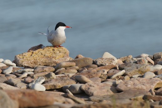 02_20250513_Kuestenseeschwalbe_RenoLottmann.jpg