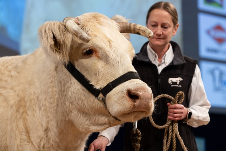 EuroTier 2024: TopTierTreff - Internationaler Marktplatz der Spitzengenetik