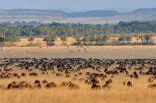 Wanderung durch die Steppen der Masai Mara