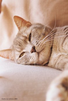 Katze (1).jpg