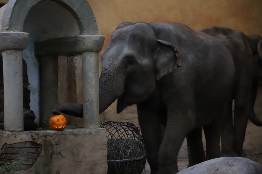 GB_Elefant mit Kürbis.JPG