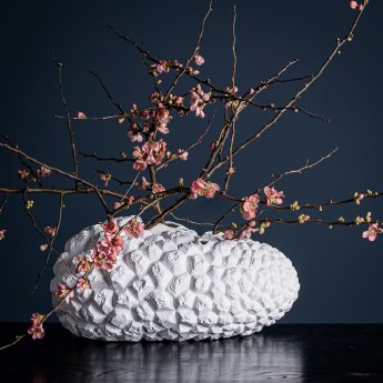 Klatt Objects - METAMORPHOSE  Testudinaria-1.jpeg