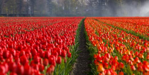 Tulpenfeld