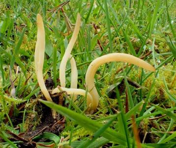Clavaria straminea - Keulchen (Clavaria) sind unter den Pilz-Verantwortungsarten © Matthias Lüderitz