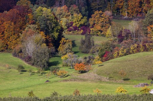 2020-10-25 Hegau-Herbst 021_Copyright_Bodenseewest_Helmut_Fidler.gif