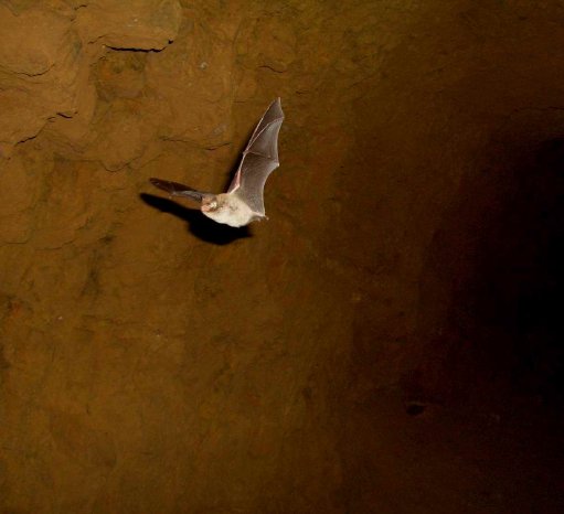 8-fliegende Wasserfledermaus.jpg