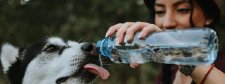 Hund trinkt wasser aus wasserflasche