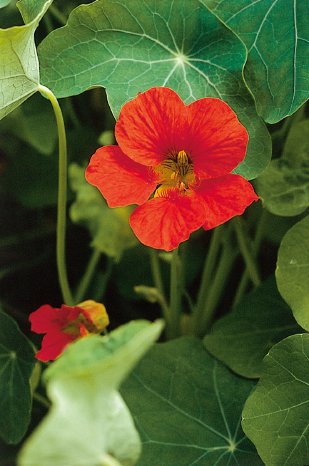 Tropaeolum majus - Kapuzinerkresse_Origina_002.tif