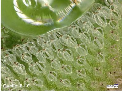 Blattausschnitt von Salvinia molesta mit aufliegendem Wassertropfen