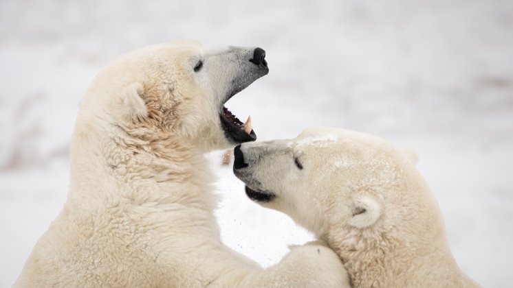 4002 (c) Alex Cupeiro, Frontiers North Adventures.jpg