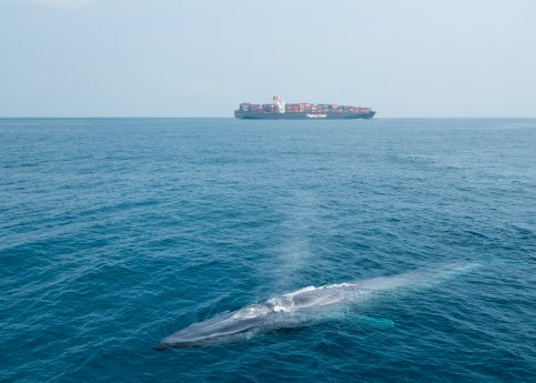 MC_201712_LKA_Whales_025_341910.jpg