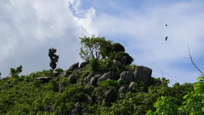 Meilenstein: World Vision und Ecosia kooperieren