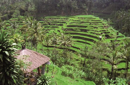 Bali.JPG