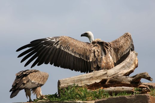 Geier_WildtierPark.jpg