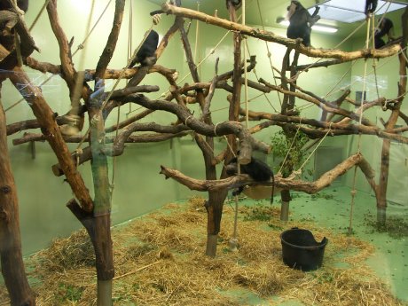 Beschichtung Affenhaus im Kölner Zoo.jpg