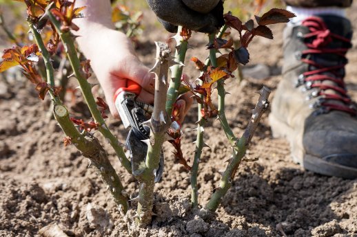 Rosenschnitt 2 (c) Bayer. Staatsbad Bad Kissingen GmbH_Julia Gerber.jpg