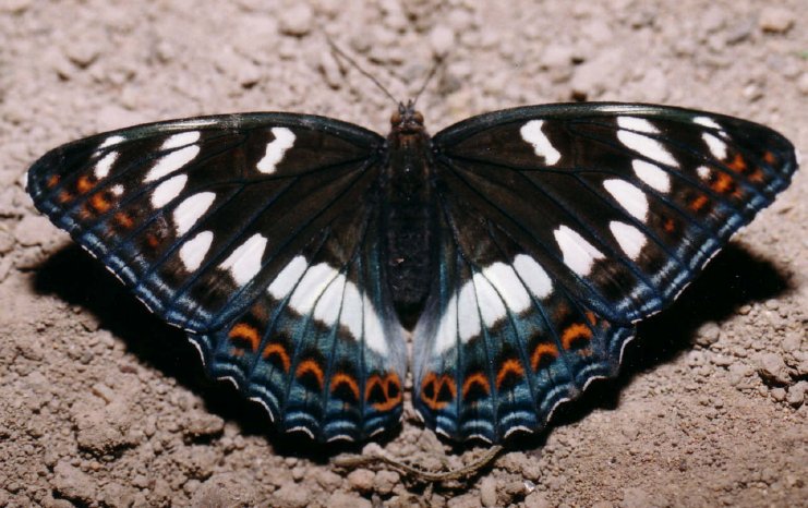 Füldner_Limenitis populi Weibchen.jpg