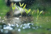 Klimaschutzprojekt Bäume Pflanzen